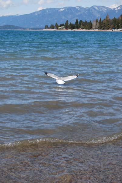 Montanas-Flathead-Lake0483