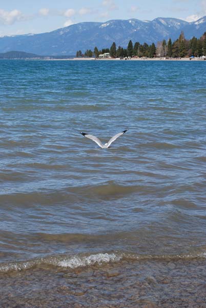 Montanas-Flathead-Lake0484