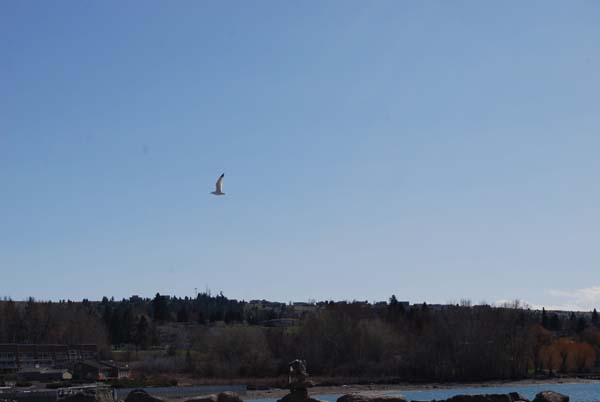 Montanas-Flathead-Lake0490