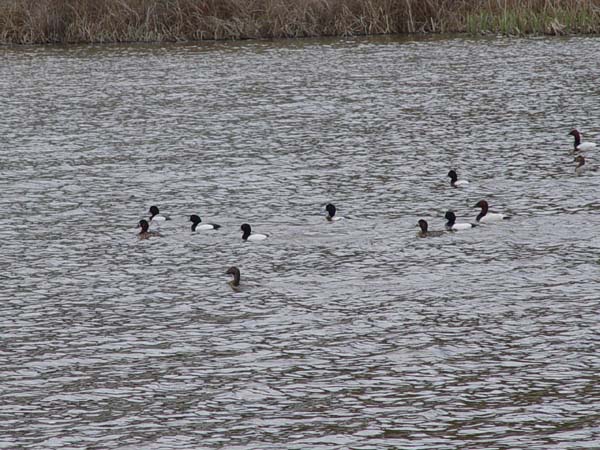 Montanas-Flathead-Lake0571