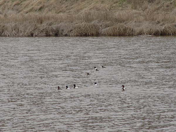 Montanas-Flathead-Lake0572