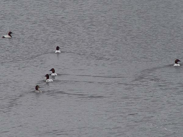 Montanas-Flathead-Lake0573