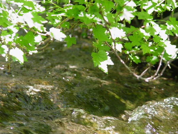 Montanas-Flathead-Lake0581