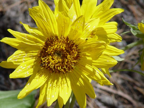 Montanas-Flathead-Lake0594