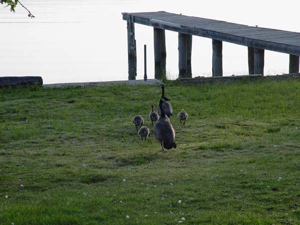 Montanas-Flathead-Lake0636