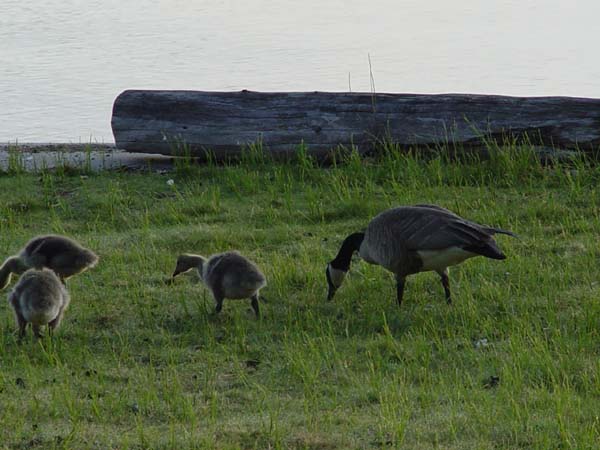 Montanas-Flathead-Lake0637