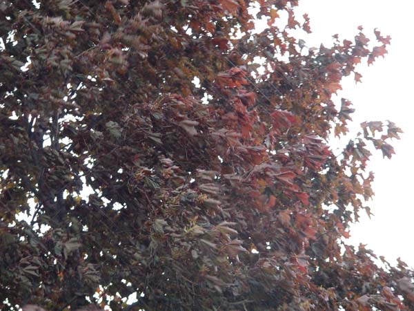 Montanas-Flathead-Lake0640