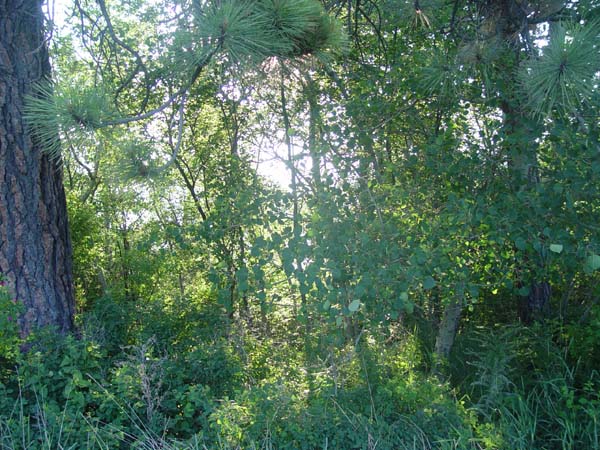 Montanas-Flathead-Lake0686