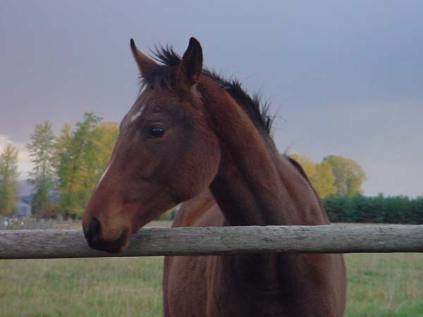Montanas-Flathead-Lake0719