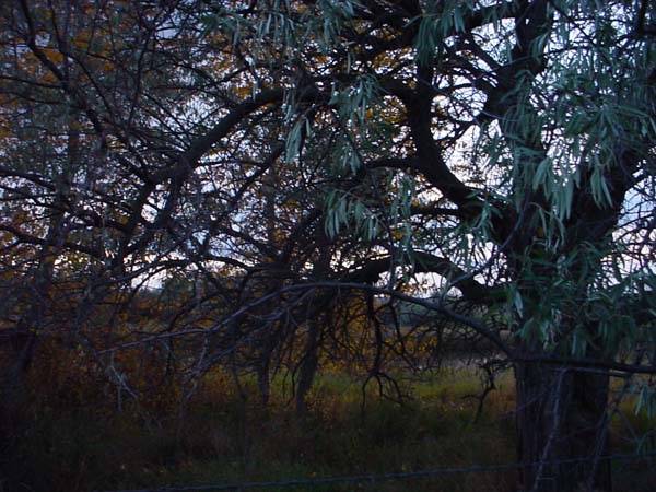 Montanas-Flathead-Lake0763