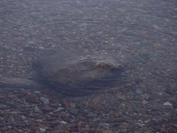 Montanas-Flathead-Lake0801