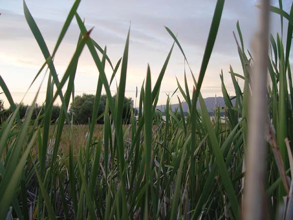 Montanas-Flathead-Lake0894