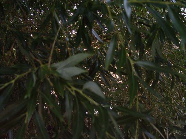 Montanas-Flathead-Lake0917