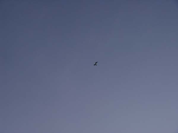 Montanas-Flathead-Lake0980