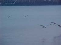 Montanas-Flathead-Lake0006