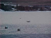 Montanas-Flathead-Lake0030