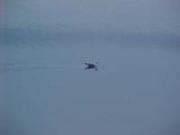 Montanas-Flathead-Lake0038