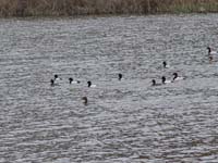 Montanas-Flathead-Lake0090