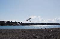 Montanas-Flathead-Lake0230