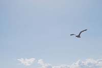 Montanas-Flathead-Lake0243