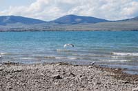 Montanas-Flathead-Lake0249