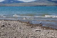 Montanas-Flathead-Lake0251