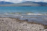 Montanas-Flathead-Lake0252