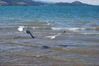 Montanas-Flathead-Lake0256