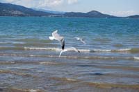 Montanas-Flathead-Lake0257
