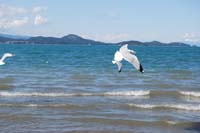 Montanas-Flathead-Lake0258