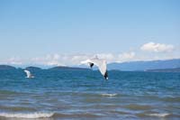 Montanas-Flathead-Lake0259