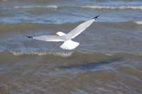 Montanas-Flathead-Lake0267