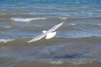 Montanas-Flathead-Lake0268