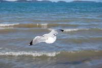 Montanas-Flathead-Lake0269