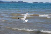 Montanas-Flathead-Lake0270