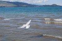 Montanas-Flathead-Lake0271