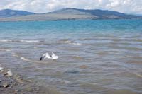 Montanas-Flathead-Lake0272