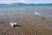 Montanas-Flathead-Lake0275