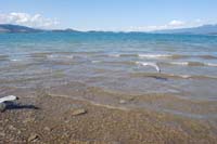 Montanas-Flathead-Lake0276