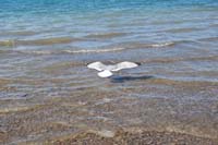 Montanas-Flathead-Lake0282