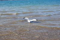 Montanas-Flathead-Lake0283