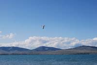Montanas-Flathead-Lake0342