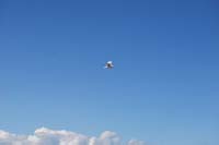 Montanas-Flathead-Lake0370