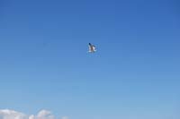 Montanas-Flathead-Lake0371