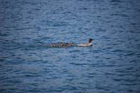 Montanas-Flathead-Lake0385