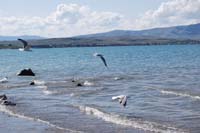 Montanas-Flathead-Lake0393
