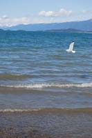 Montanas-Flathead-Lake0475