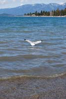 Montanas-Flathead-Lake0483