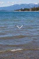 Montanas-Flathead-Lake0484