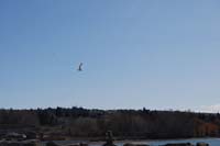 Montanas-Flathead-Lake0490